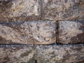 tortoiseshell_120